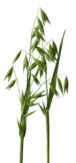 Planta de Aveia Branca